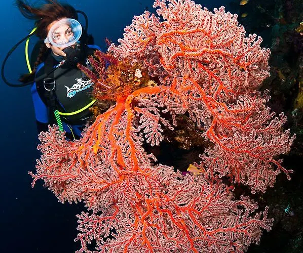 Benthos Bali Dive
