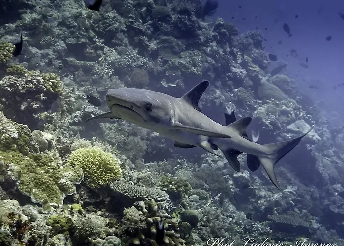 Benthos Bali Dive 3*