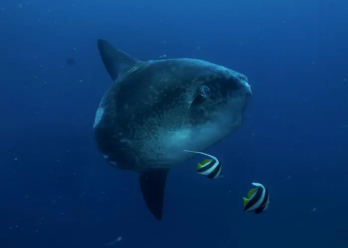 Hotel Benthos Bali Dive