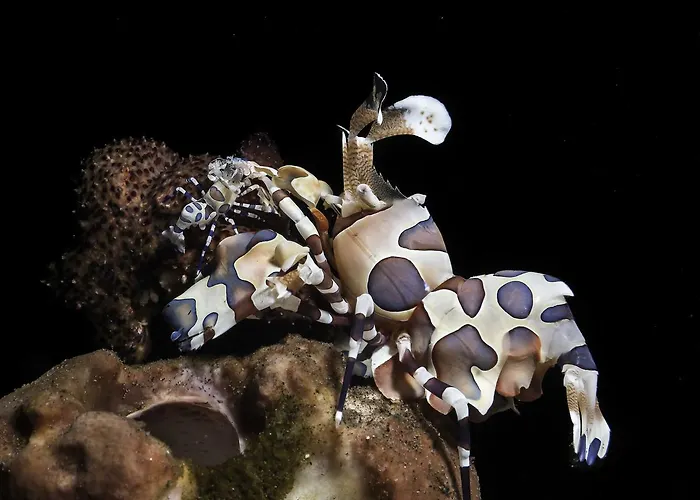 Benthos Bali Dive 3*