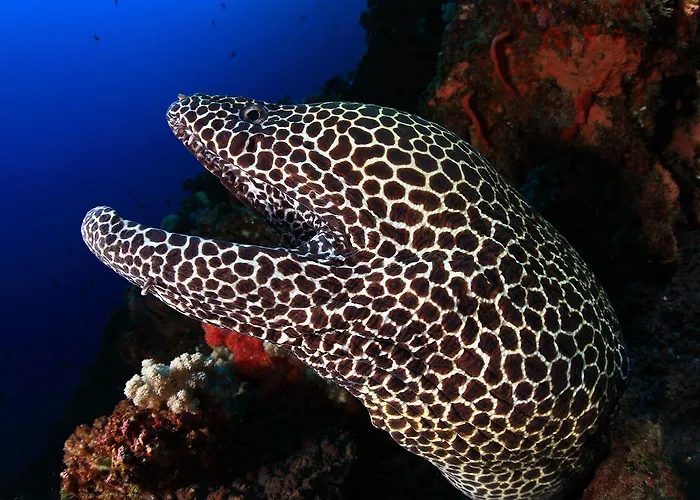 Hotel Benthos Bali Dive 3*